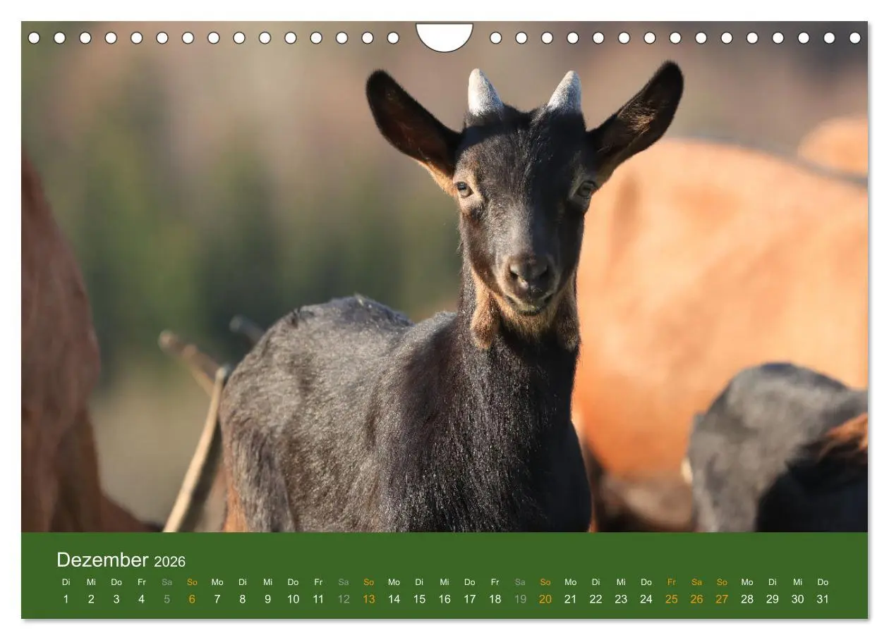 Bild: 9783457636046 | Mit Ziegen ist immer was los! (Wandkalender 2026 DIN A4 quer),...