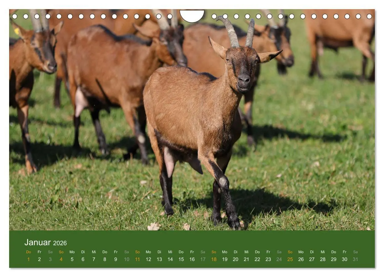 Bild: 9783457636046 | Mit Ziegen ist immer was los! (Wandkalender 2026 DIN A4 quer),...