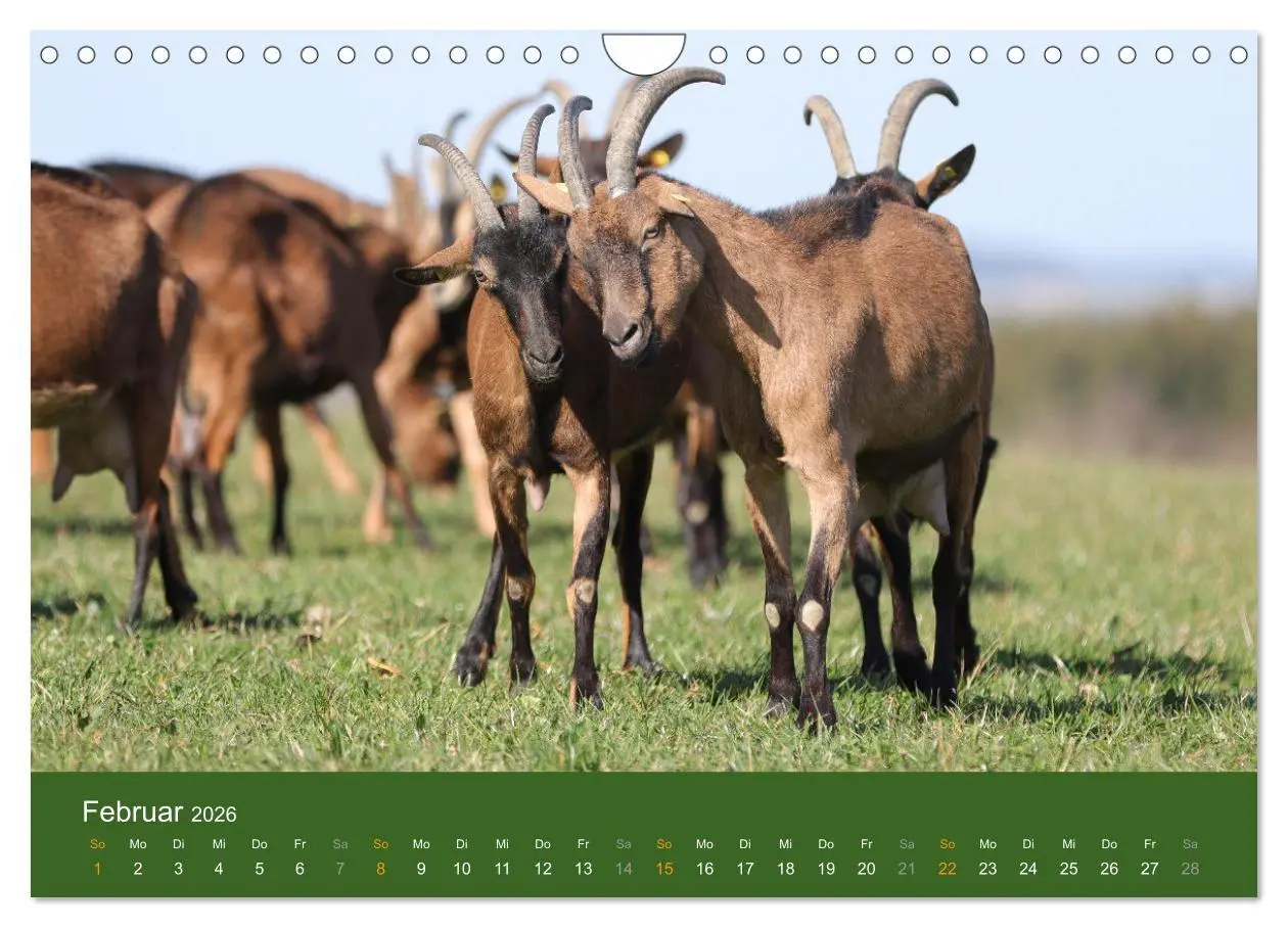 Bild: 9783457636046 | Mit Ziegen ist immer was los! (Wandkalender 2026 DIN A4 quer),...