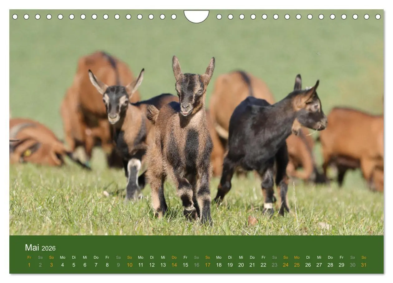Bild: 9783457636046 | Mit Ziegen ist immer was los! (Wandkalender 2026 DIN A4 quer),...