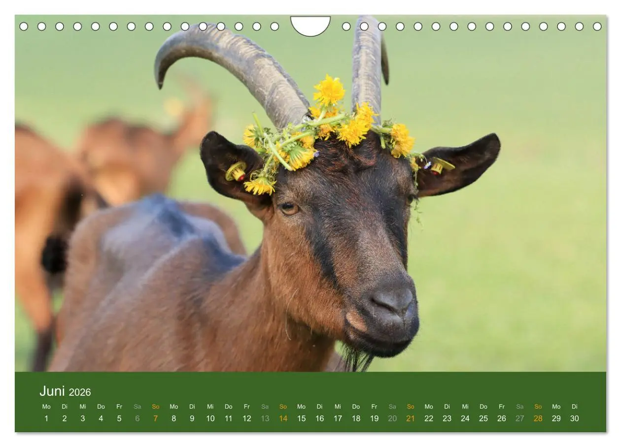 Bild: 9783457636046 | Mit Ziegen ist immer was los! (Wandkalender 2026 DIN A4 quer),...