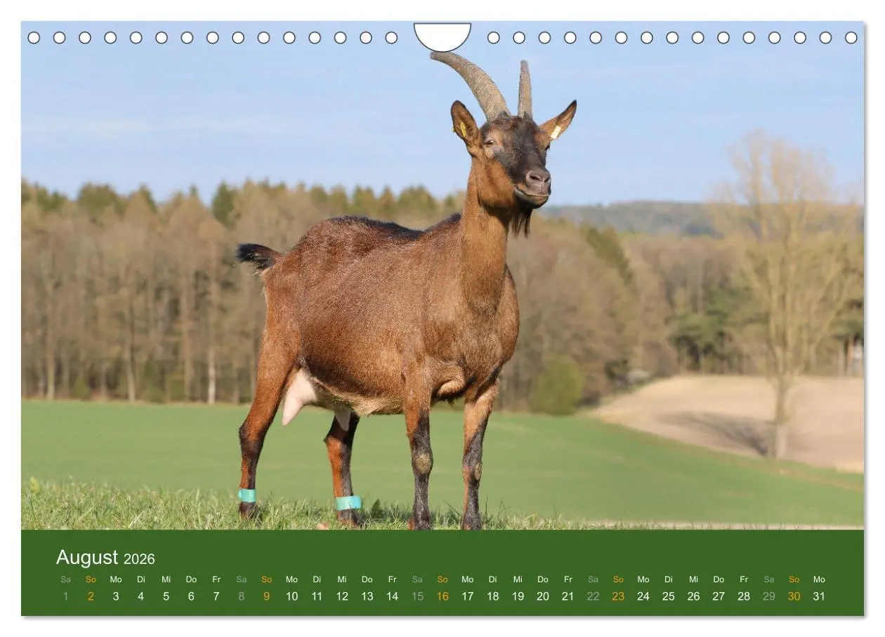 Bild: 9783457636046 | Mit Ziegen ist immer was los! (Wandkalender 2026 DIN A4 quer),...