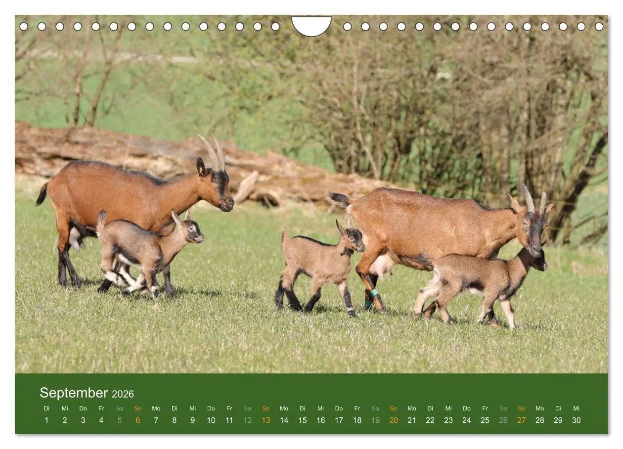 Bild: 9783457636046 | Mit Ziegen ist immer was los! (Wandkalender 2026 DIN A4 quer),...