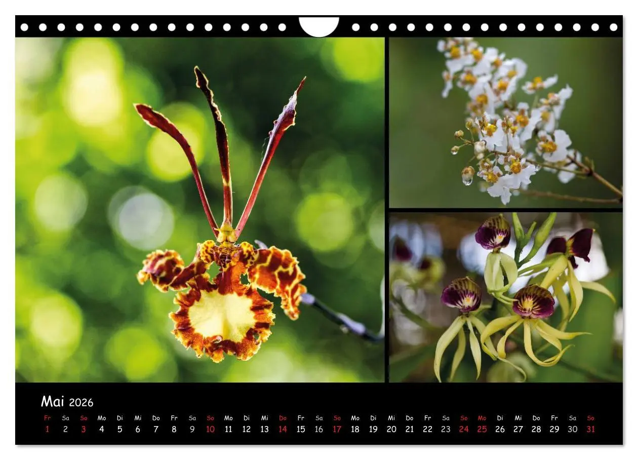 Bild: 9783516026146 | Dominikanische Republik Land &amp; Leute (Wandkalender 2026 DIN A4...