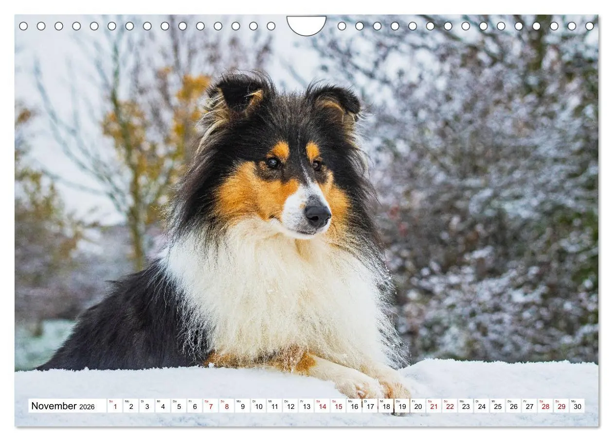 Bild: 9783457546246 | Collies - Eine Liebe für immer und ewig (Wandkalender 2026 DIN A4...