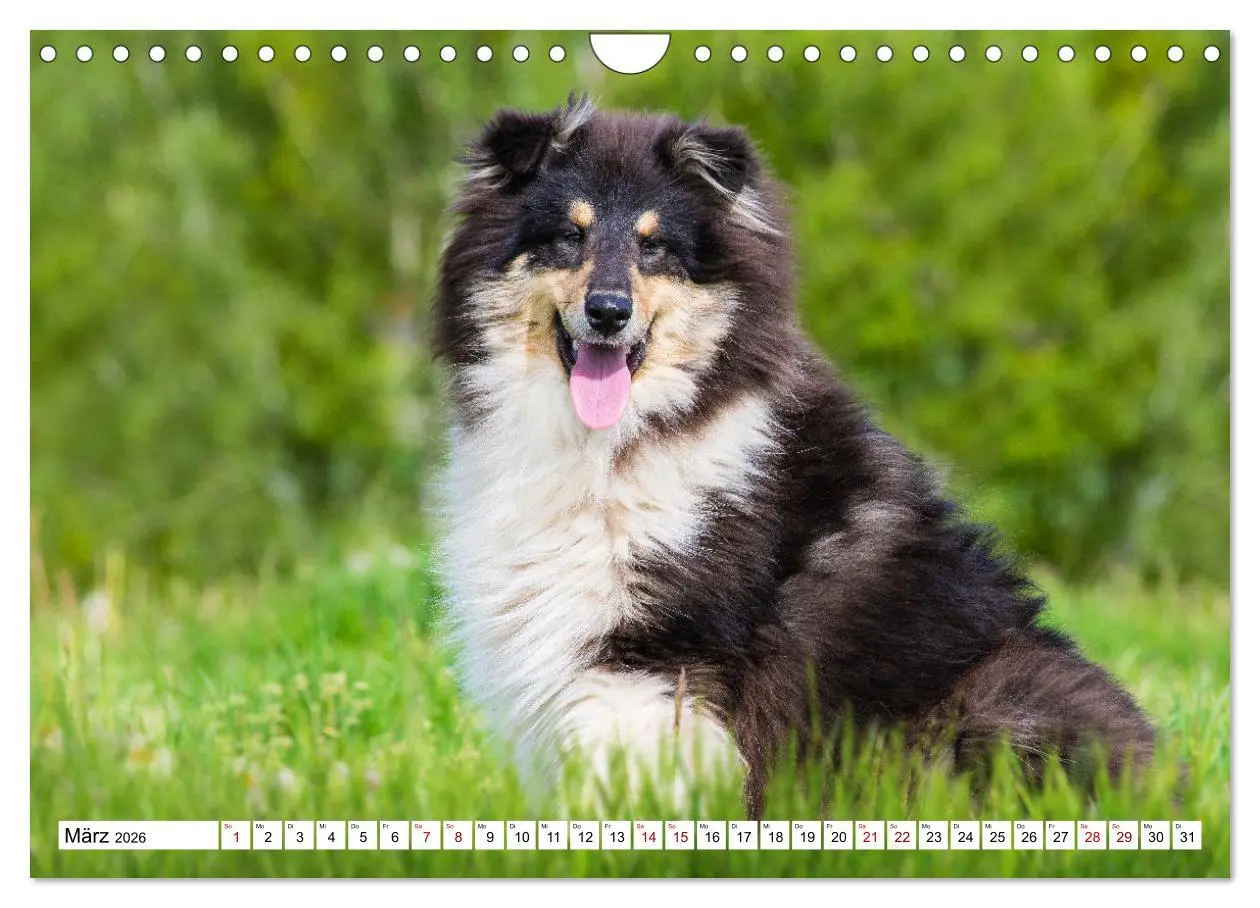 Bild: 9783457546246 | Collies - Eine Liebe für immer und ewig (Wandkalender 2026 DIN A4...