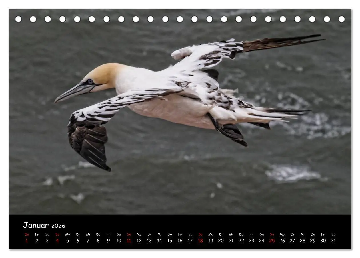 Bild: 9783516186246 | Helgoland und die Düne (Tischkalender 2026 DIN A5 quer), CALVENDO...