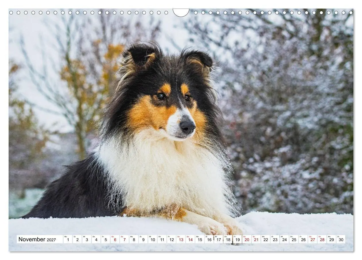Bild: 9783569346246 | Collies - Eine Liebe für immer und ewig (Wandkalender 2027 DIN A3...