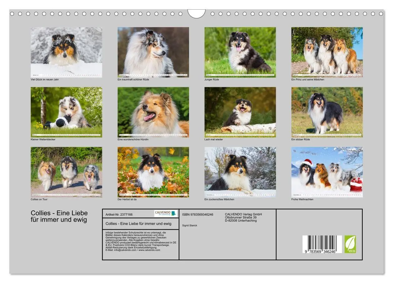Bild: 9783569346246 | Collies - Eine Liebe für immer und ewig (Wandkalender 2027 DIN A3...