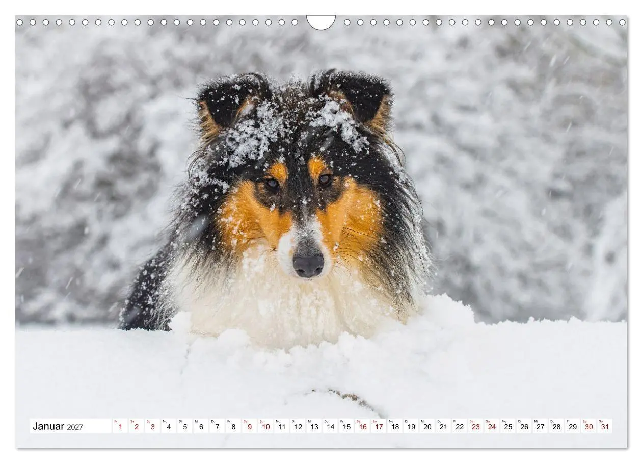 Bild: 9783569346246 | Collies - Eine Liebe für immer und ewig (Wandkalender 2027 DIN A3...