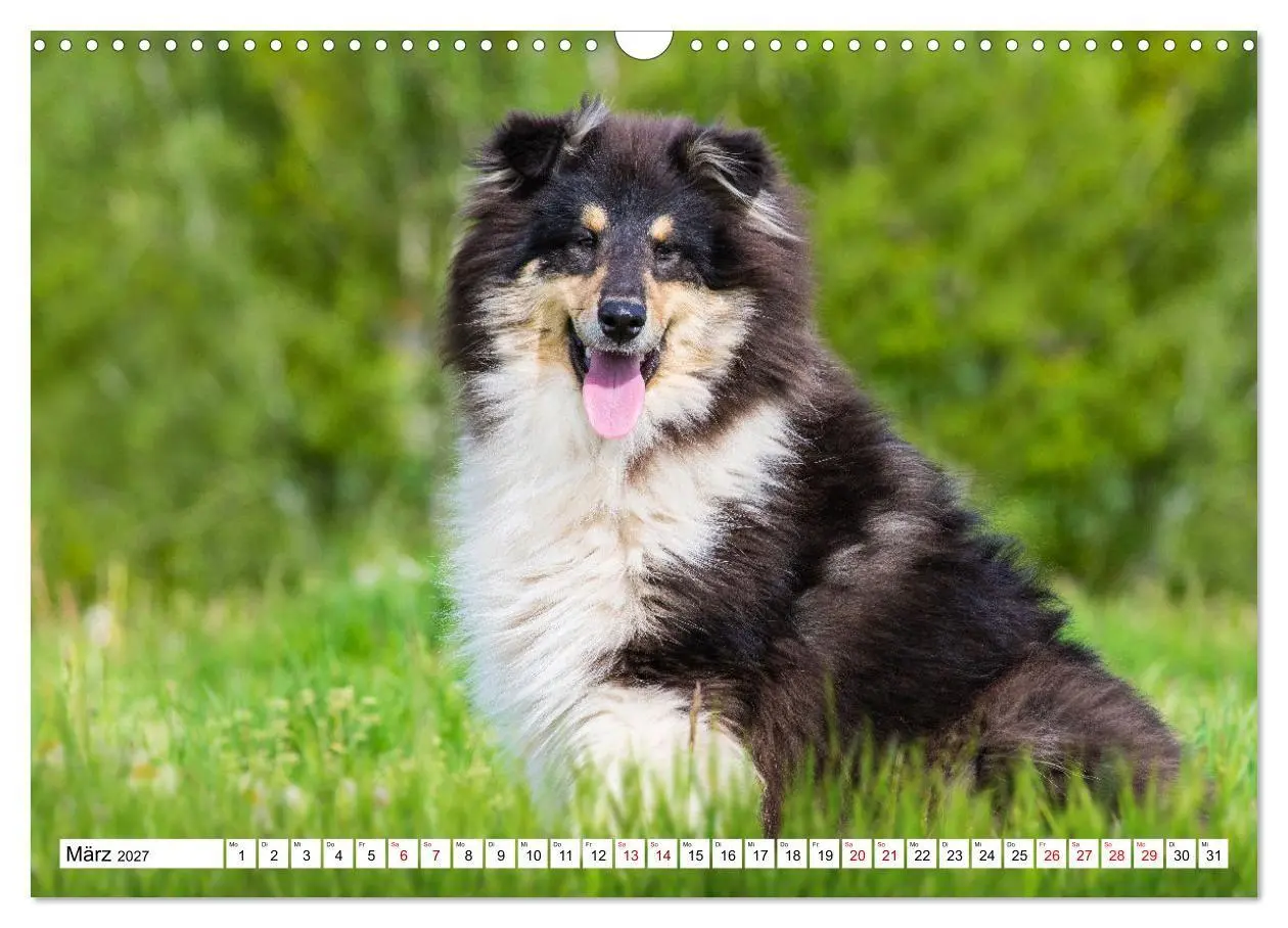 Bild: 9783569346246 | Collies - Eine Liebe für immer und ewig (Wandkalender 2027 DIN A3...
