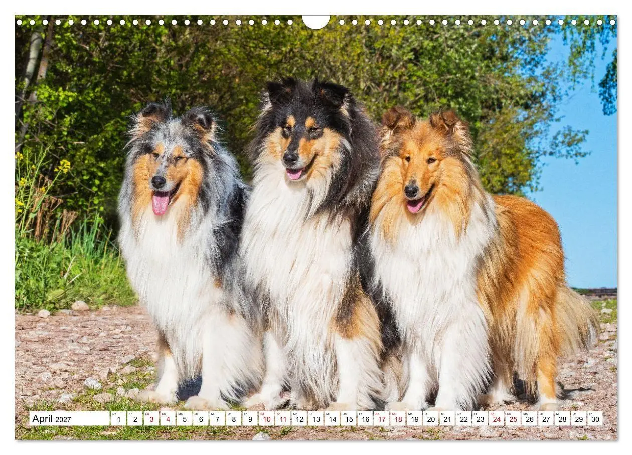 Bild: 9783569346246 | Collies - Eine Liebe für immer und ewig (Wandkalender 2027 DIN A3...