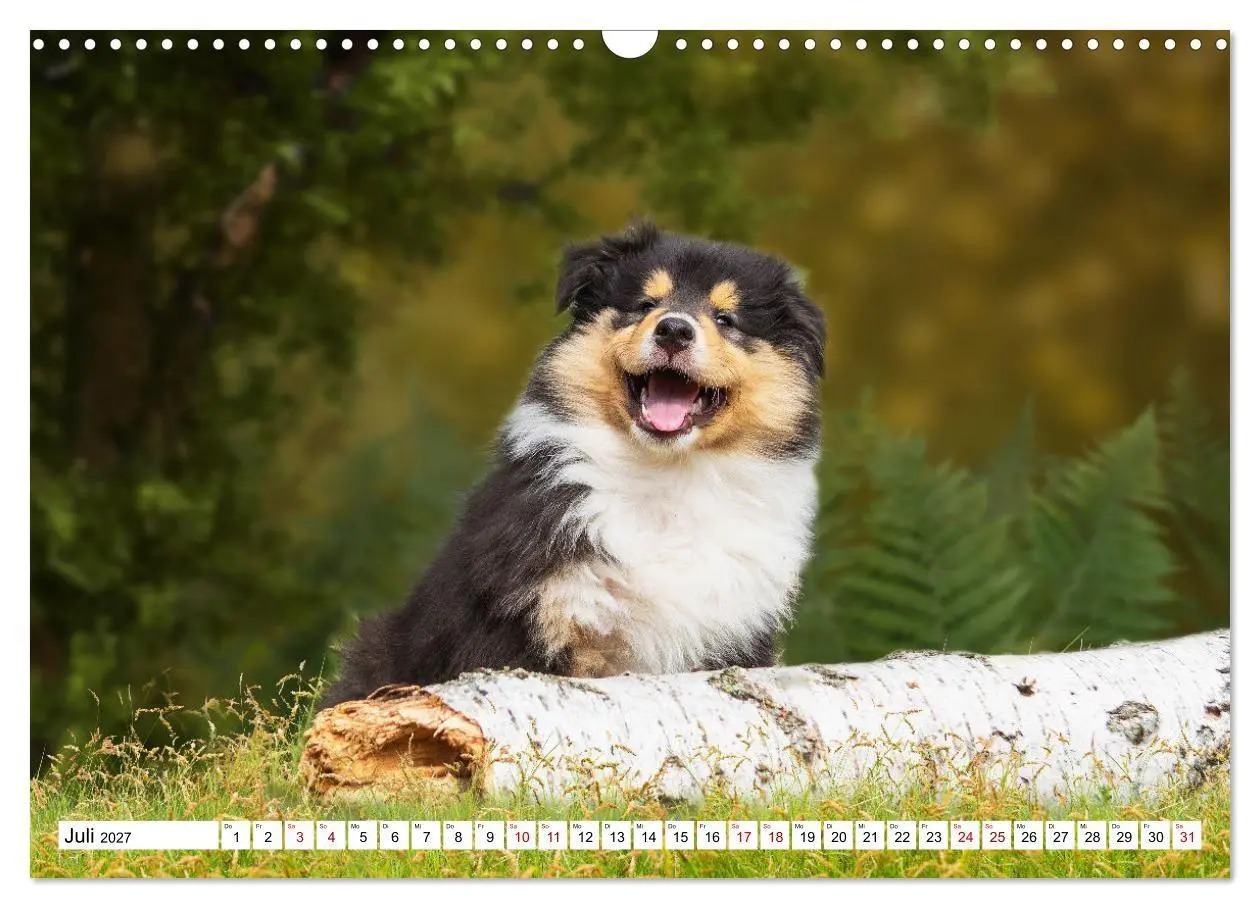Bild: 9783569346246 | Collies - Eine Liebe für immer und ewig (Wandkalender 2027 DIN A3...