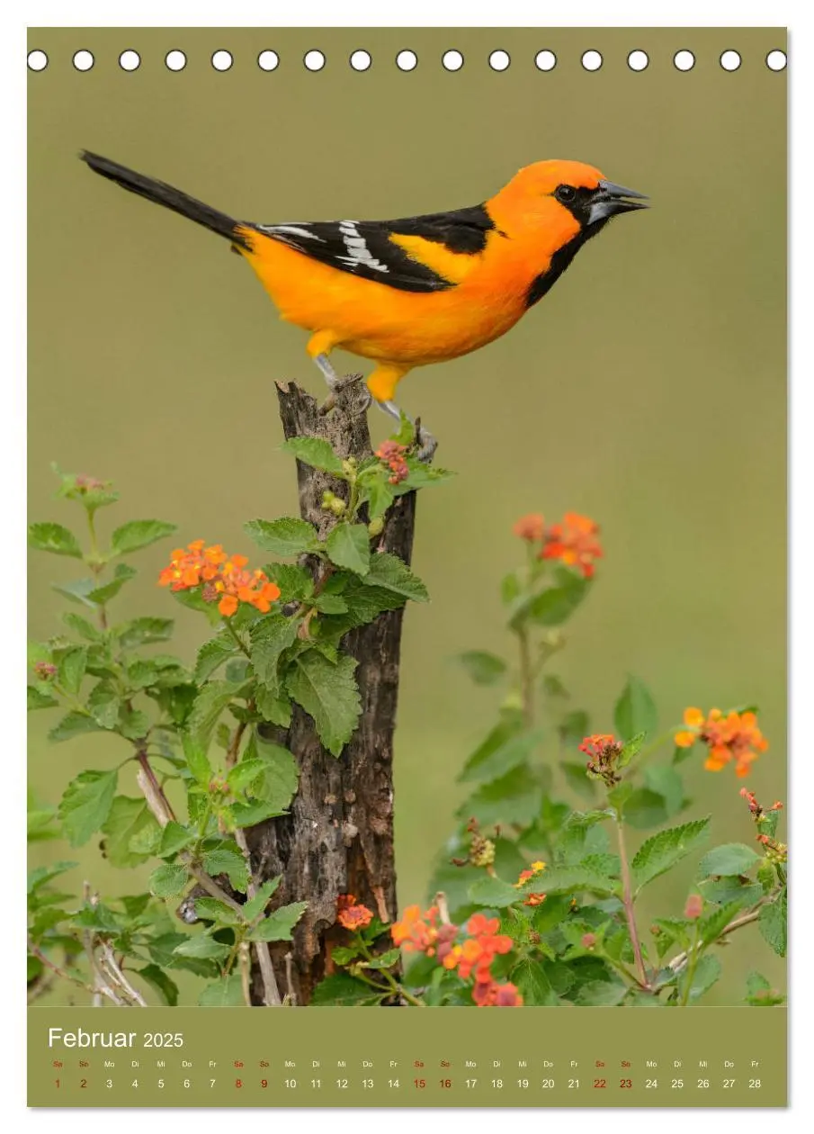Bild: 9783435986446 | Singvögel USA (Tischkalender 2025 DIN A5 hoch), CALVENDO...