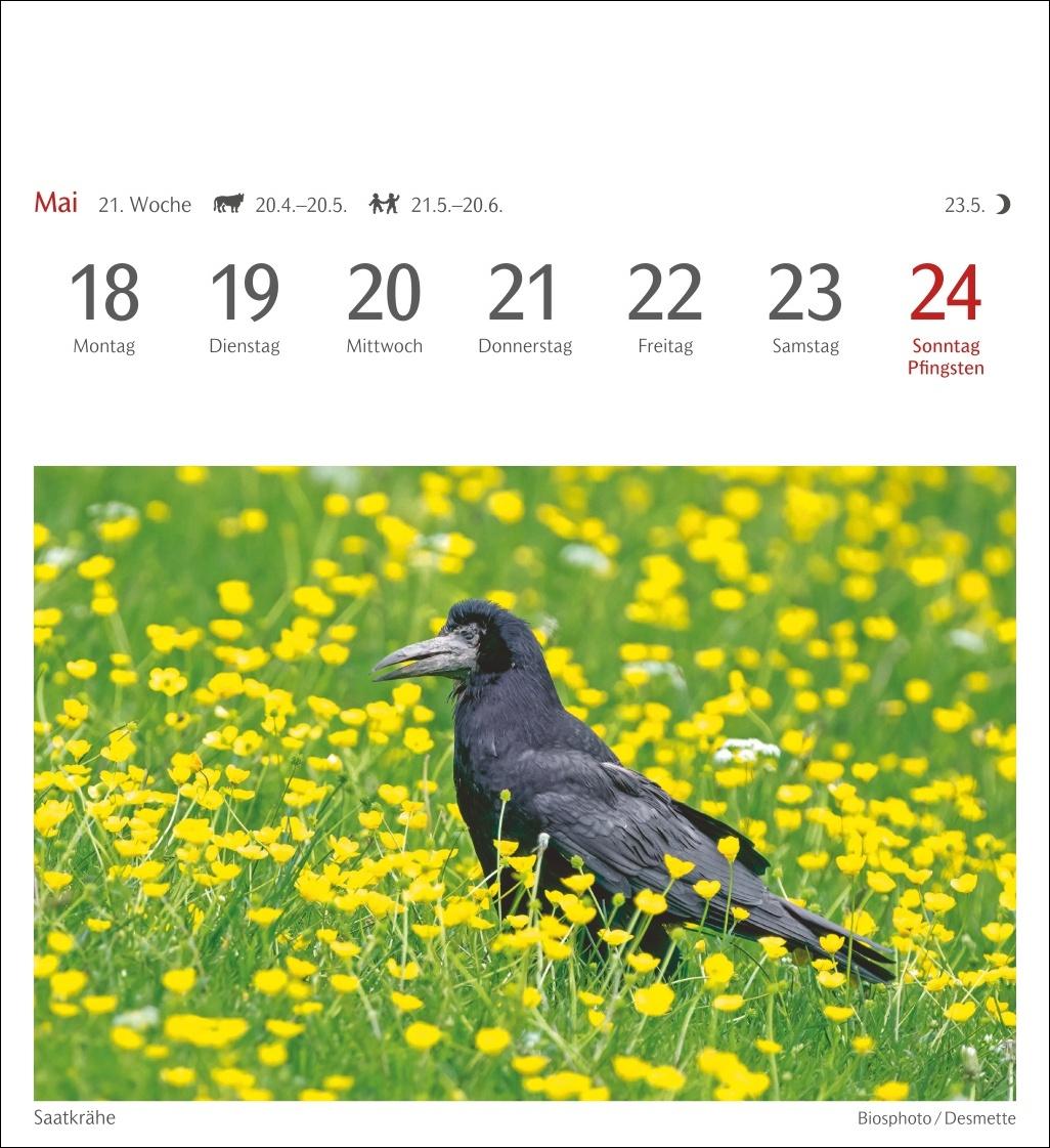 Bild: 9783840036446 | Heimische Vögel Postkartenkalender 2026 - Wochenkalender mit 53...