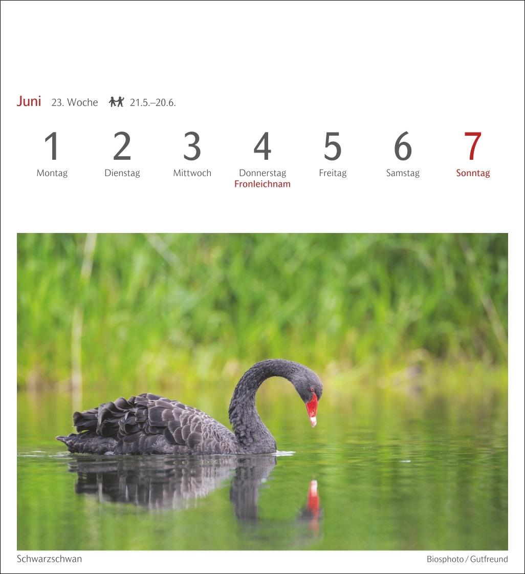 Bild: 9783840036446 | Heimische Vögel Postkartenkalender 2026 - Wochenkalender mit 53...