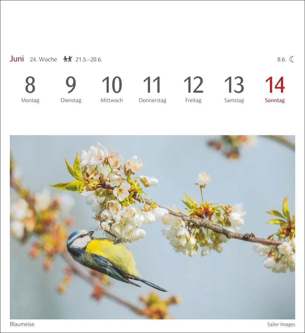 Bild: 9783840036446 | Heimische Vögel Postkartenkalender 2026 - Wochenkalender mit 53...