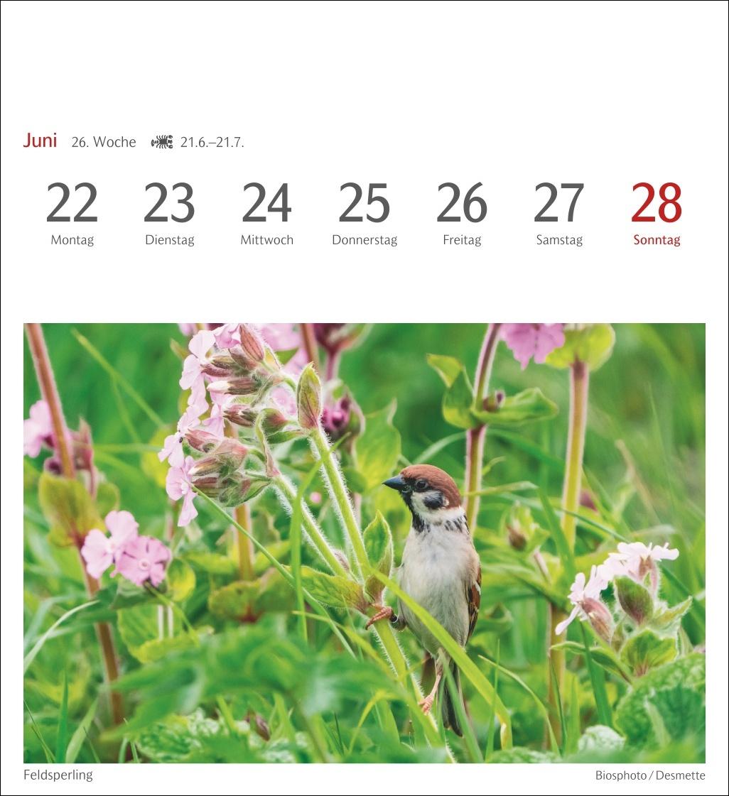 Bild: 9783840036446 | Heimische Vögel Postkartenkalender 2026 - Wochenkalender mit 53...