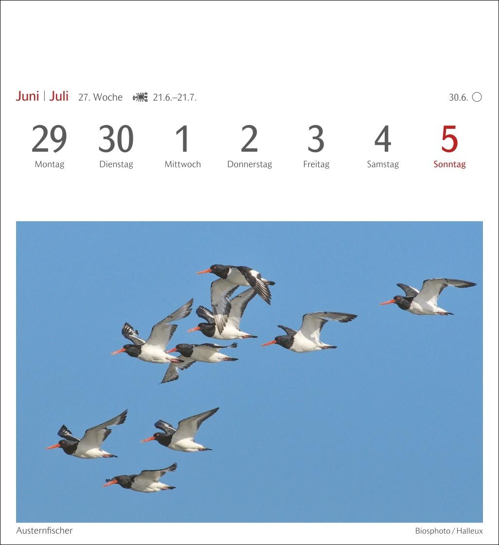 Bild: 9783840036446 | Heimische Vögel Postkartenkalender 2026 - Wochenkalender mit 53...
