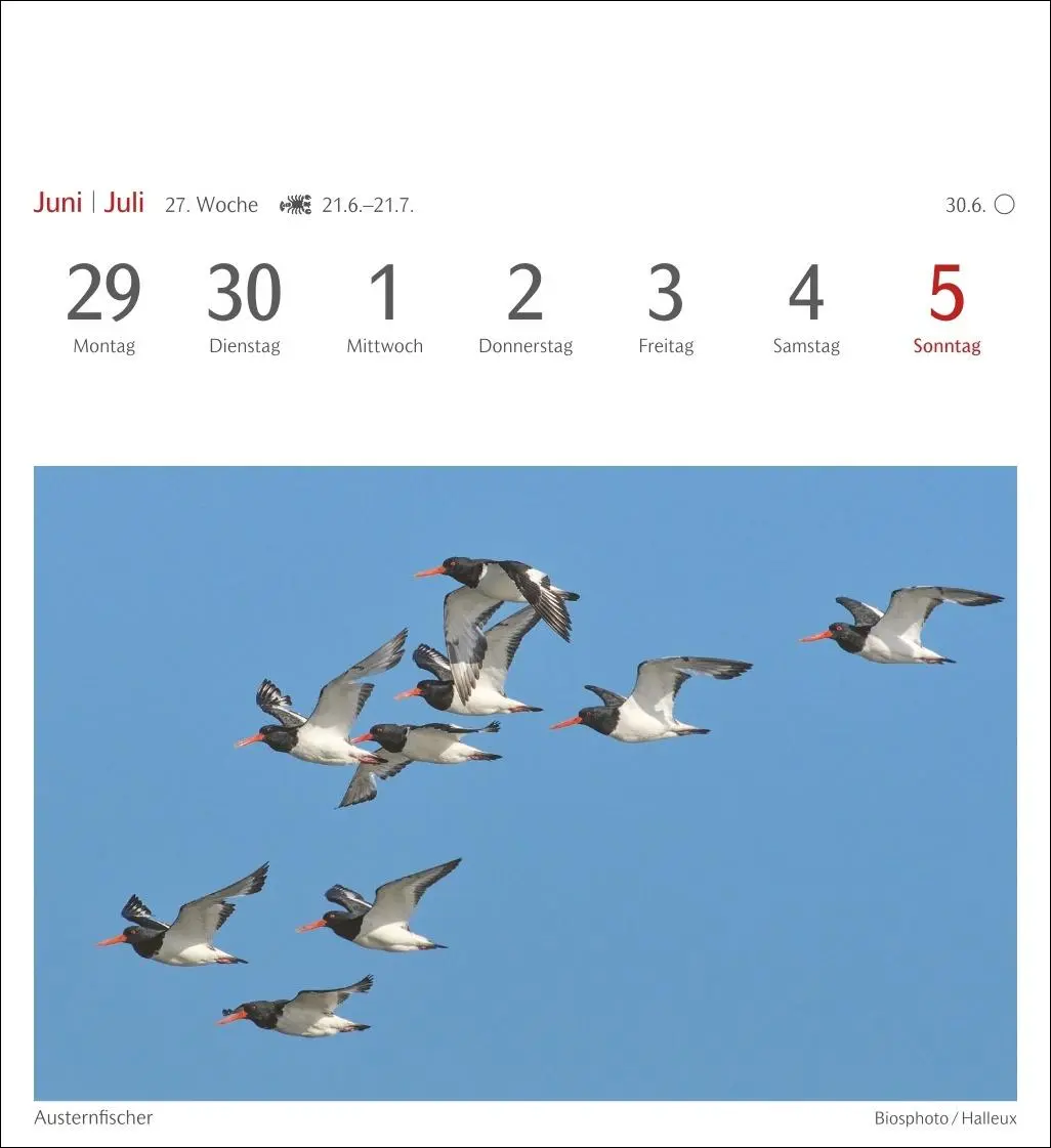 Bild: 9783840036446 | Heimische Vögel Postkartenkalender 2026 - Wochenkalender mit 53...