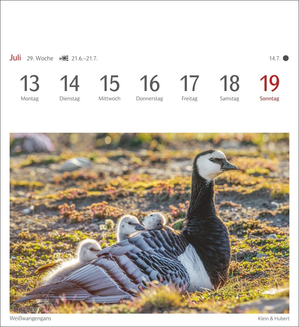 Bild: 9783840036446 | Heimische Vögel Postkartenkalender 2026 - Wochenkalender mit 53...