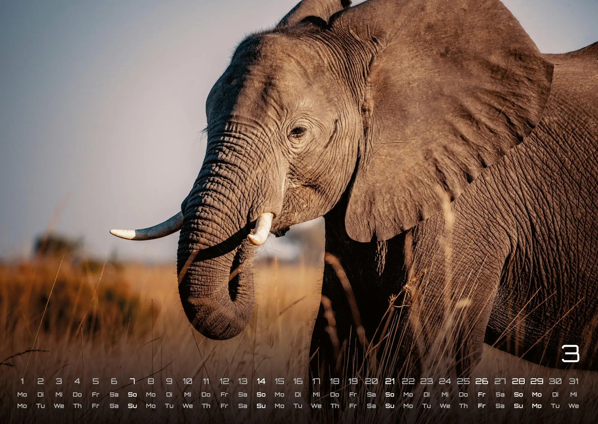 Bild: 9783986736446 | Elefanten - einzigartige Giganten - 2027 - Kalender DIN A2 | de | 2027