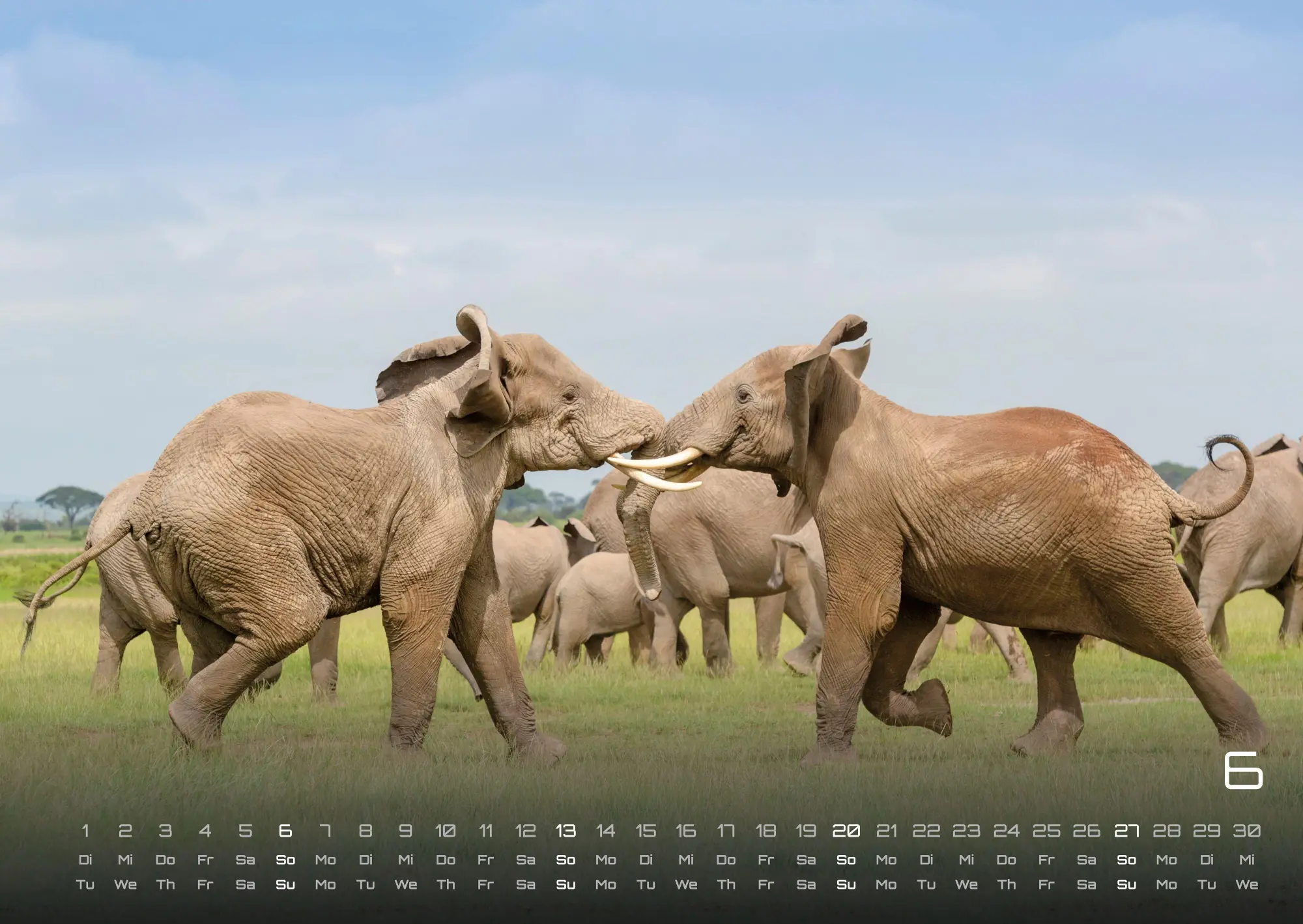 Bild: 9783986736446 | Elefanten - einzigartige Giganten - 2027 - Kalender DIN A2 | de | 2027
