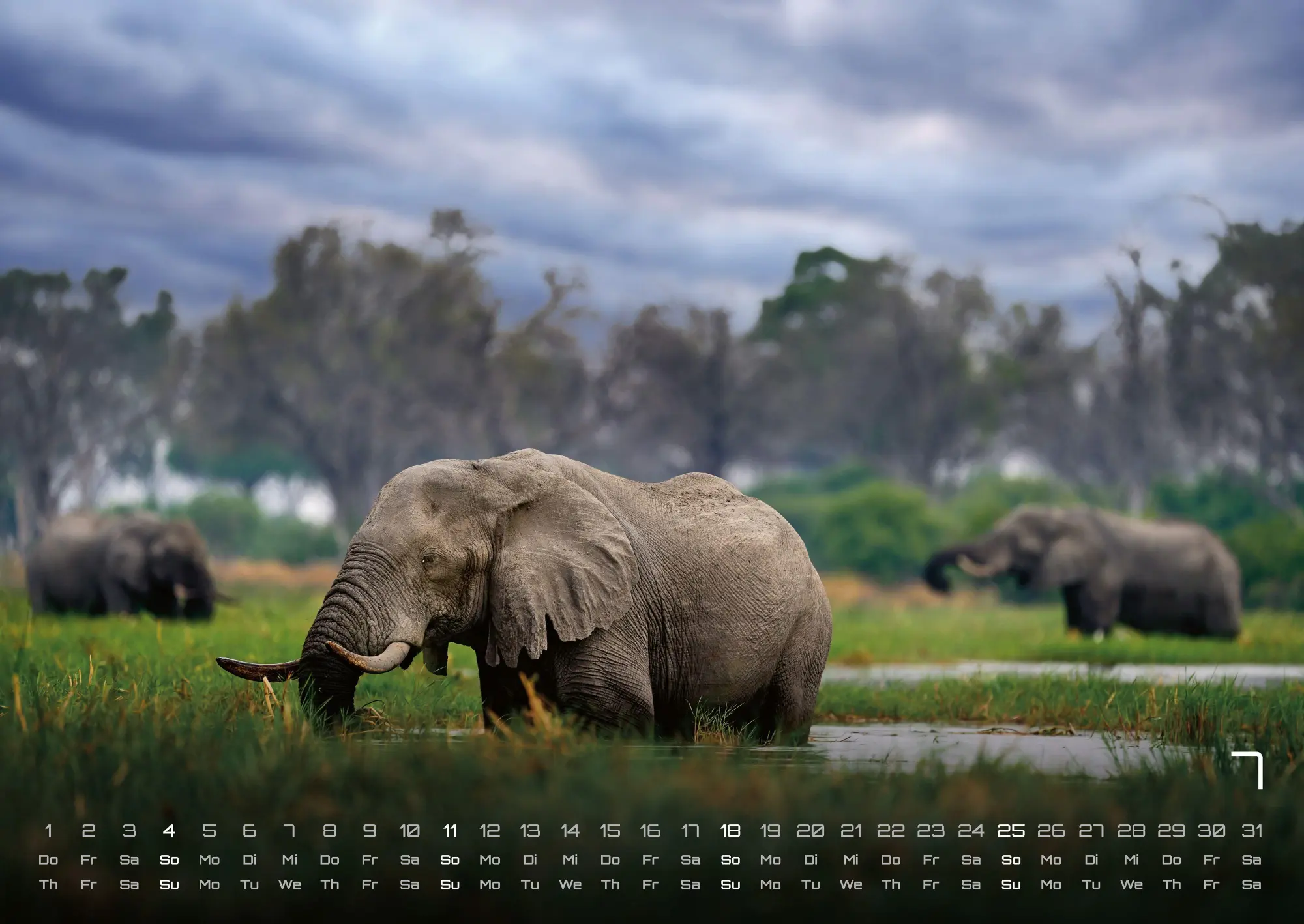 Bild: 9783986736446 | Elefanten - einzigartige Giganten - 2027 - Kalender DIN A2 | de | 2027