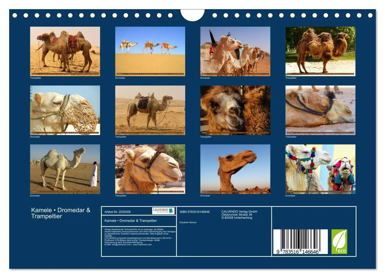 Bild: 9783516146646 | Kamele ¿ Dromedar &amp; Trampeltier (Wandkalender 2026 DIN A4 quer),...