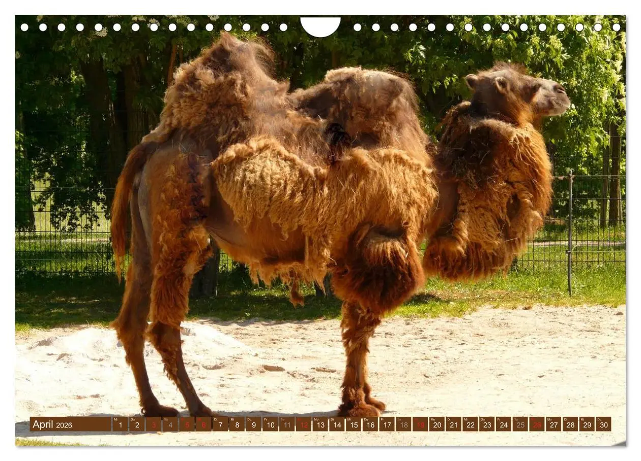 Bild: 9783516146646 | Kamele ¿ Dromedar &amp; Trampeltier (Wandkalender 2026 DIN A4 quer),...