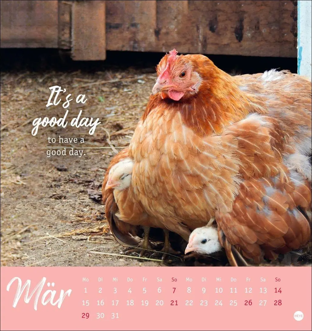 Bild: 9783756416646 | Hühner Postkartenkalender 2027 - Ach, du verrücktes Huhn! | Kalender