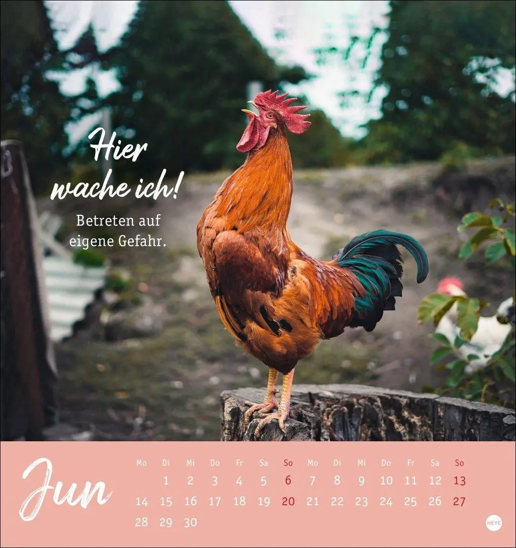 Bild: 9783756416646 | Hühner Postkartenkalender 2027 - Ach, du verrücktes Huhn! | Kalender