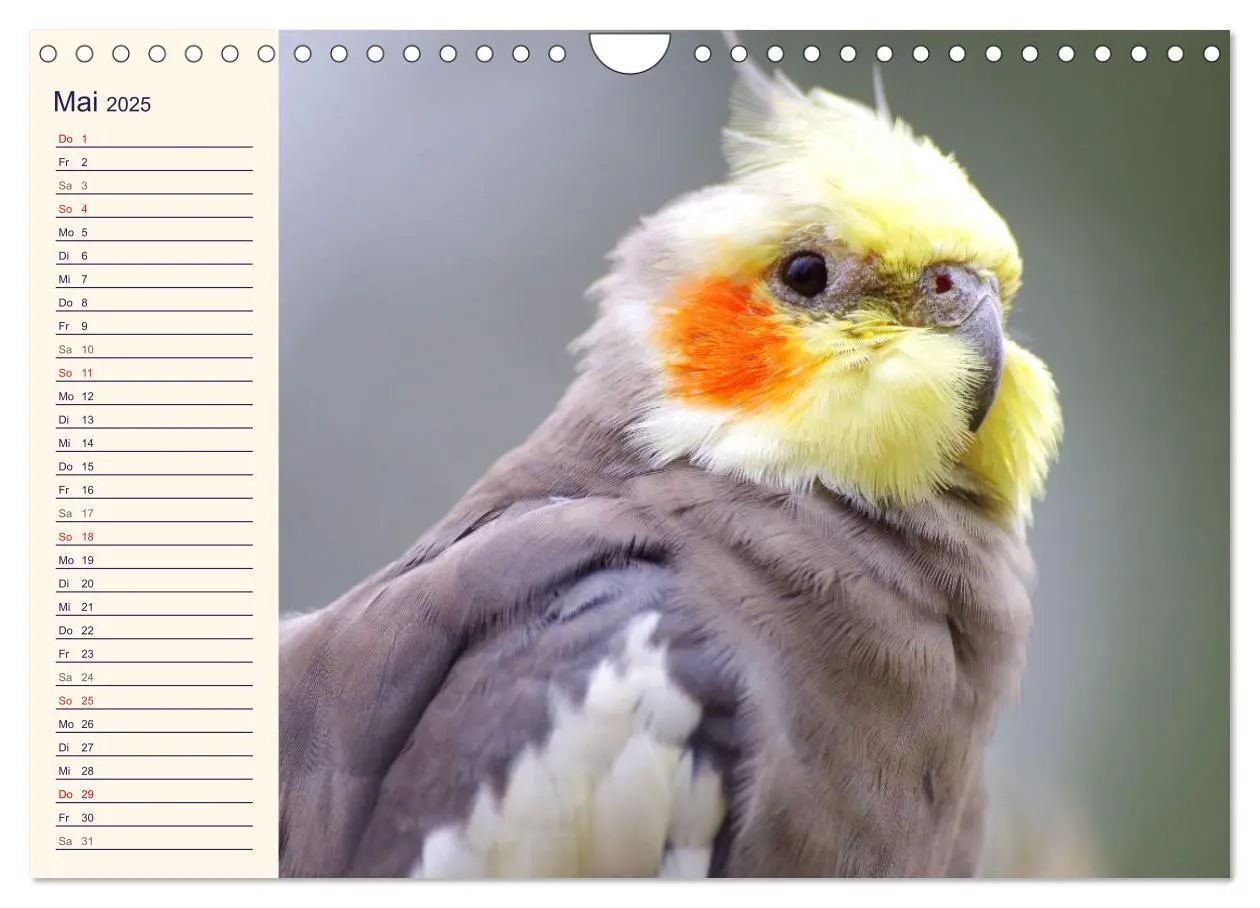 Bild: 9783435026746 | Bezaubernde Schreihälse. Wellen- und Nymphensittiche (Wandkalender...