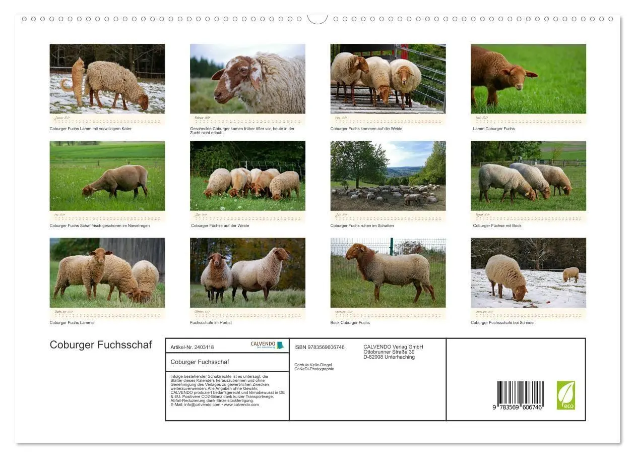 Bild: 9783569606746 | Coburger Fuchsschaf (hochwertiger Premium Wandkalender 2027 DIN A2...