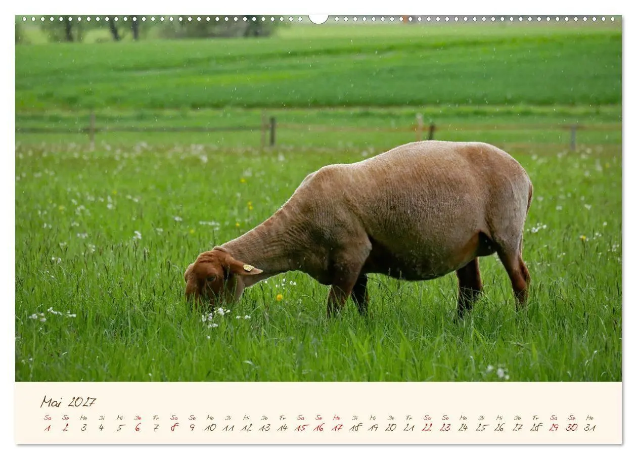 Bild: 9783569606746 | Coburger Fuchsschaf (hochwertiger Premium Wandkalender 2027 DIN A2...