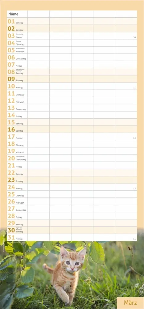 Bild: 9783756406746 | Katzen Familienplaner 2025 | Kalender | Spiralbindung | Kalender