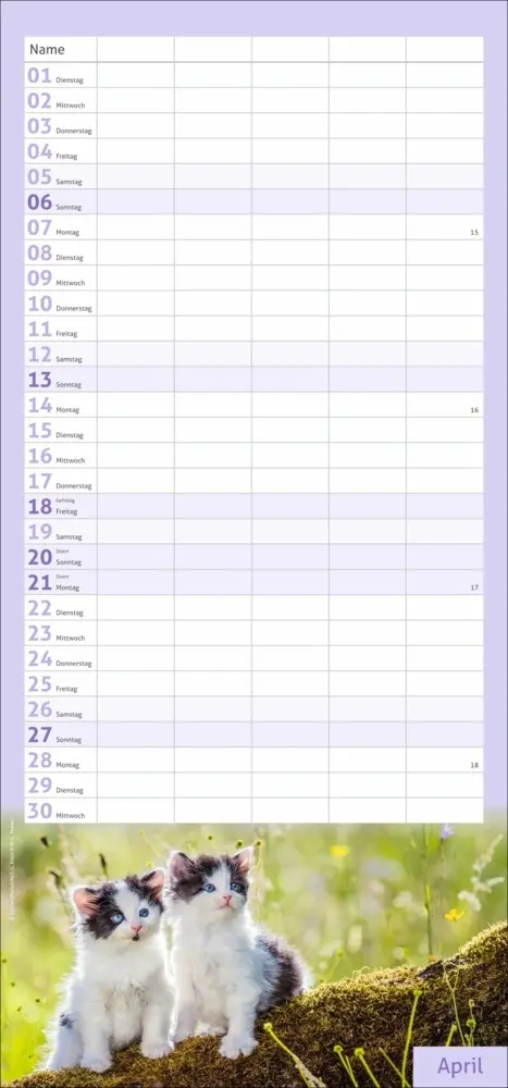 Bild: 9783756406746 | Katzen Familienplaner 2025 | Kalender | Spiralbindung | Kalender