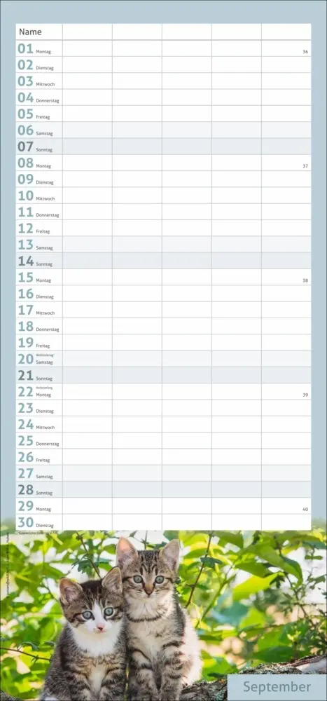 Bild: 9783756406746 | Katzen Familienplaner 2025 | Kalender | Spiralbindung | Kalender