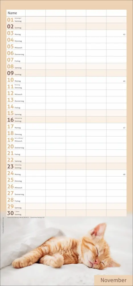 Bild: 9783756406746 | Katzen Familienplaner 2025 | Kalender | Spiralbindung | Kalender