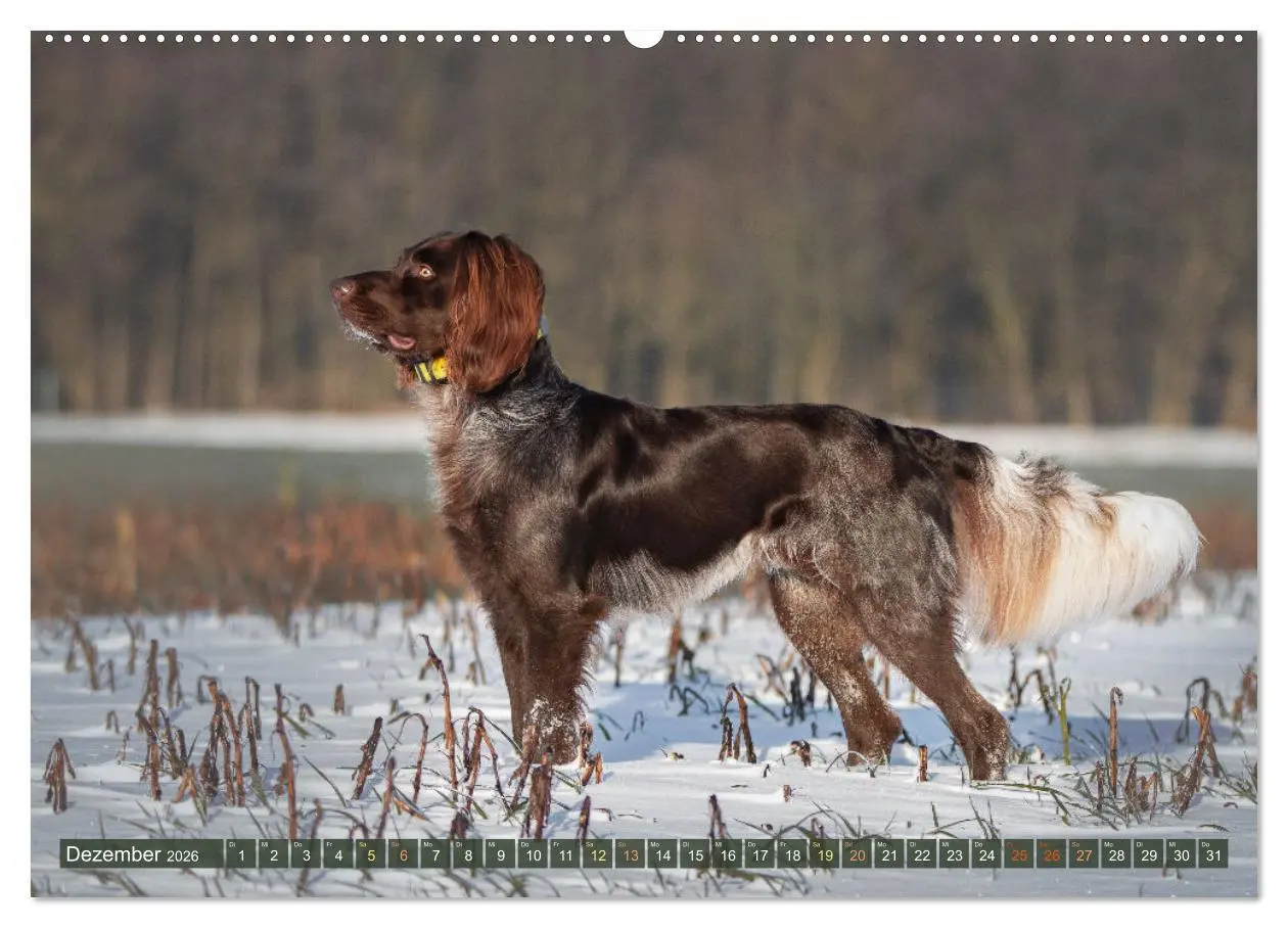 Bild: 9783457416846 | Passion Jagdhund - Deutsch Langhaar (hochwertiger Premium...