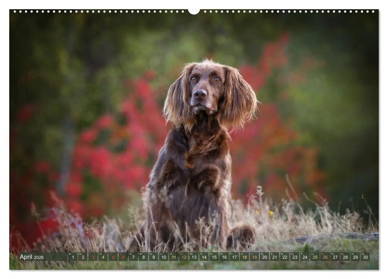 Bild: 9783457416846 | Passion Jagdhund - Deutsch Langhaar (hochwertiger Premium...