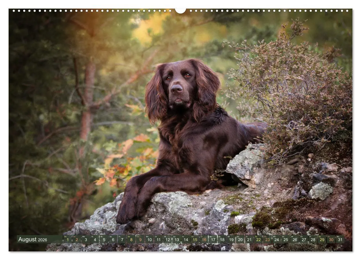 Bild: 9783457416846 | Passion Jagdhund - Deutsch Langhaar (hochwertiger Premium...