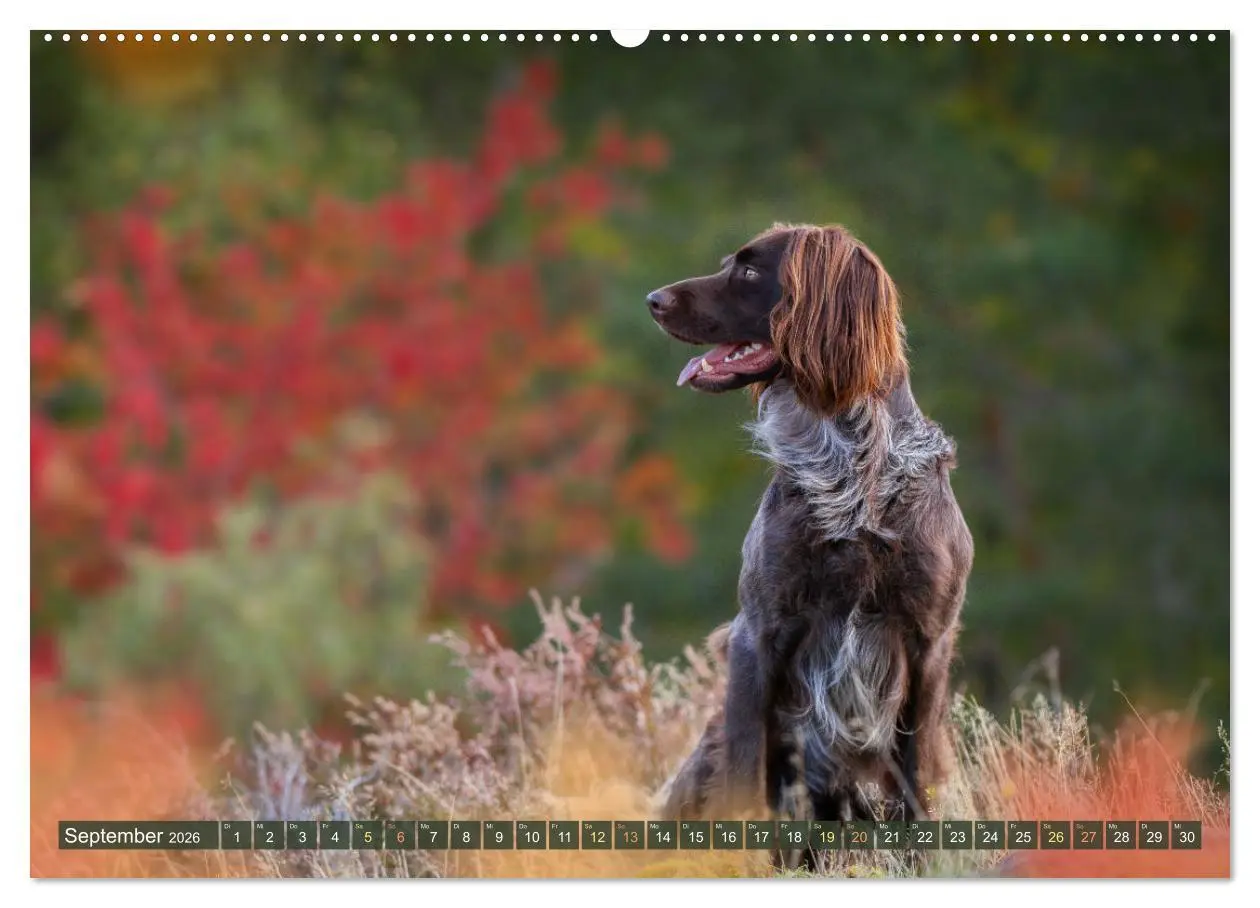 Bild: 9783457416846 | Passion Jagdhund - Deutsch Langhaar (hochwertiger Premium...