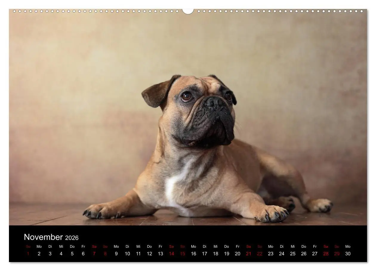 Bild: 9783457896846 | Charme auf vier Pfoten - Französische Bulldoggen Portraits...