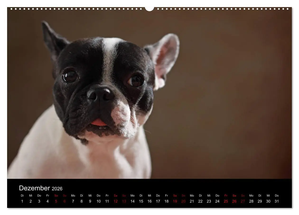 Bild: 9783457896846 | Charme auf vier Pfoten - Französische Bulldoggen Portraits...