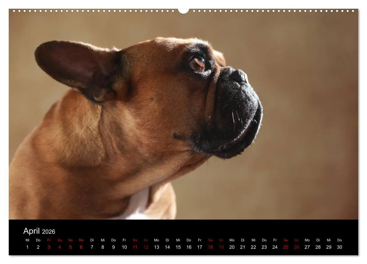 Bild: 9783457896846 | Charme auf vier Pfoten - Französische Bulldoggen Portraits...