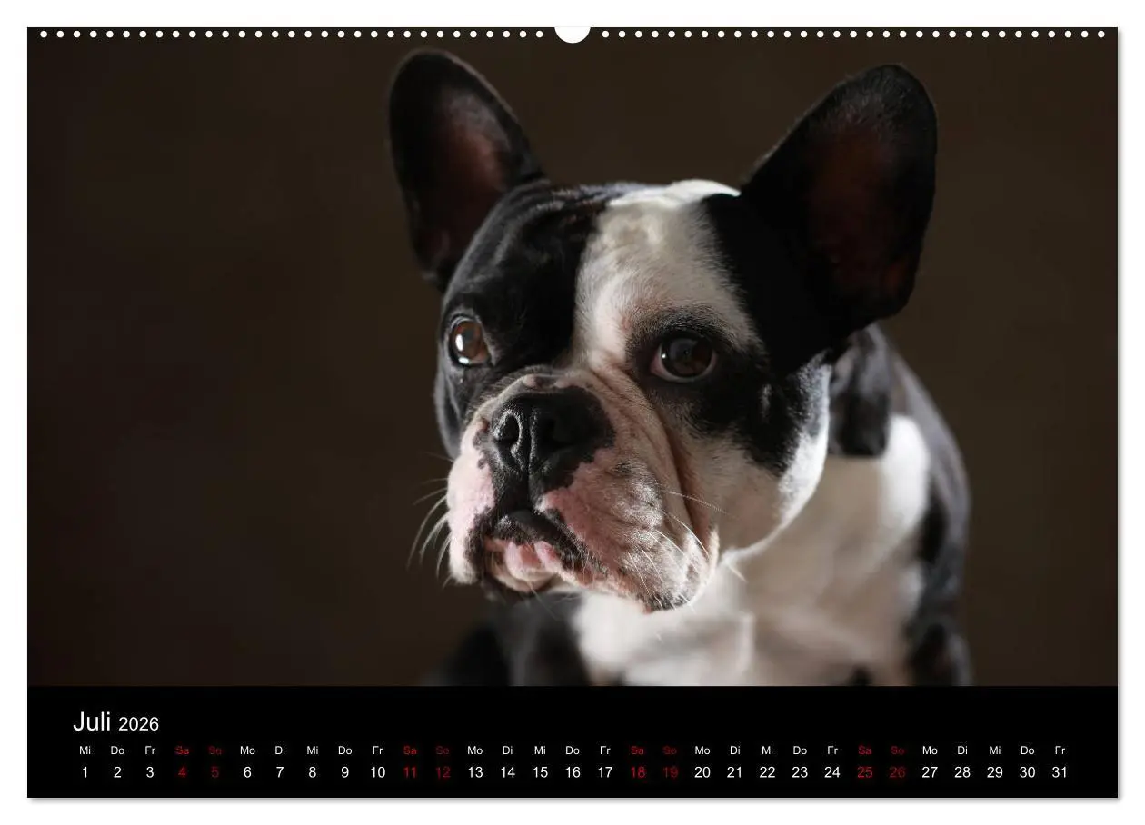 Bild: 9783457896846 | Charme auf vier Pfoten - Französische Bulldoggen Portraits...