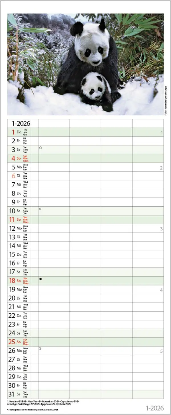 Bild: 9783731886846 | Tierfamilien Familienplaner 2026 | Verlag Korsch | Kalender | 13 S.