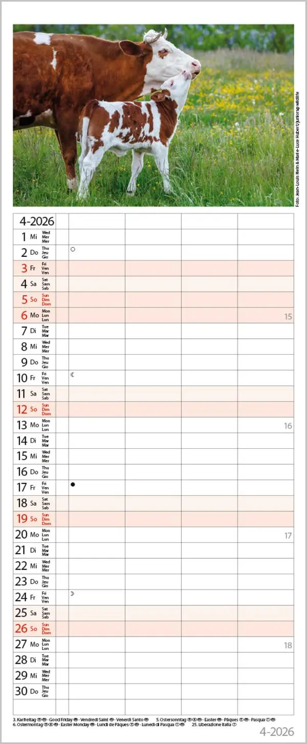 Bild: 9783731886846 | Tierfamilien Familienplaner 2026 | Verlag Korsch | Kalender | 13 S.