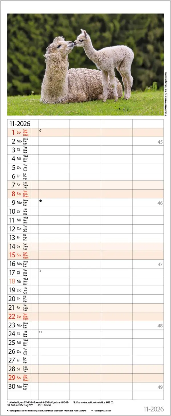 Bild: 9783731886846 | Tierfamilien Familienplaner 2026 | Verlag Korsch | Kalender | 13 S.